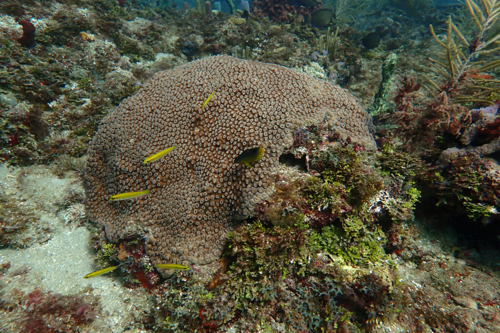 A colony of great star coral in Port Everglades in September 2024. Credit: Amalia Seigel/University of Miami