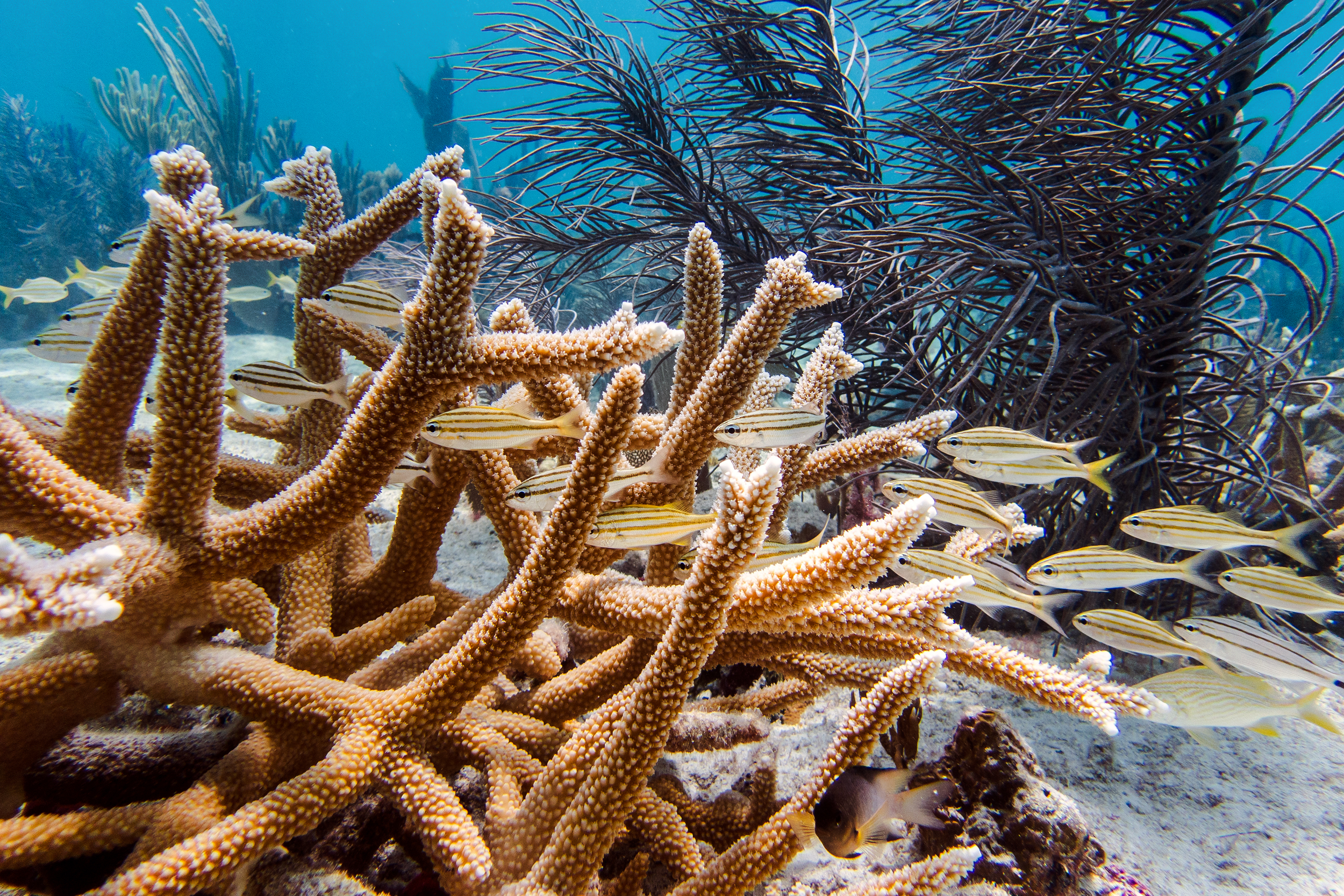 Ten Million Corals Are in the Path of a Federal Dredging Project in Florida – Inside Climate News