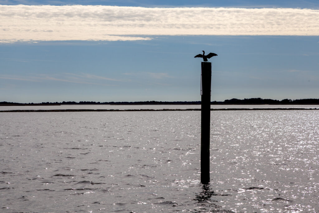A cormorant dries its wings atop a channel marker in the Cape Fear River. Credit: Lisa Sorg/Inside Climate News