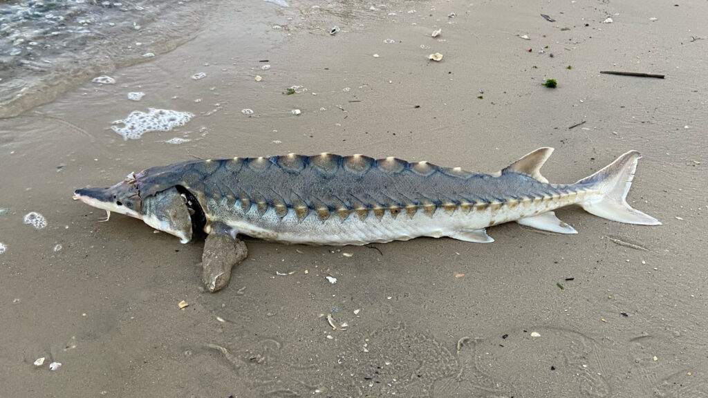 Atlantic sturgeon are common in the Cape Fear River. They are an endangered species whose existence is threatened by dredging of spawning areas, vessel strikes and more. Credit: Kemp Burdette