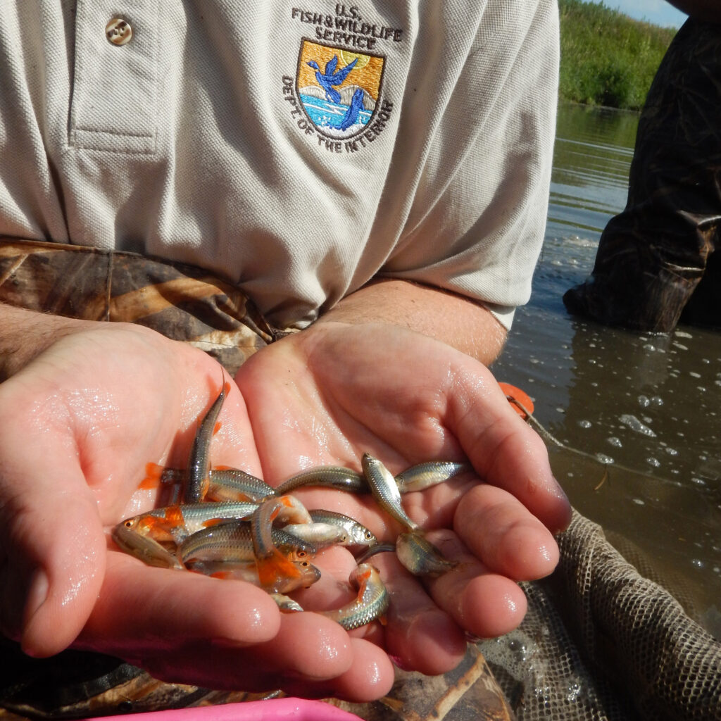 A Fish and Wildlife Service biologist holds a handful of endangered Topeka shiners. Credit: Kimberly Emerson/USFWS