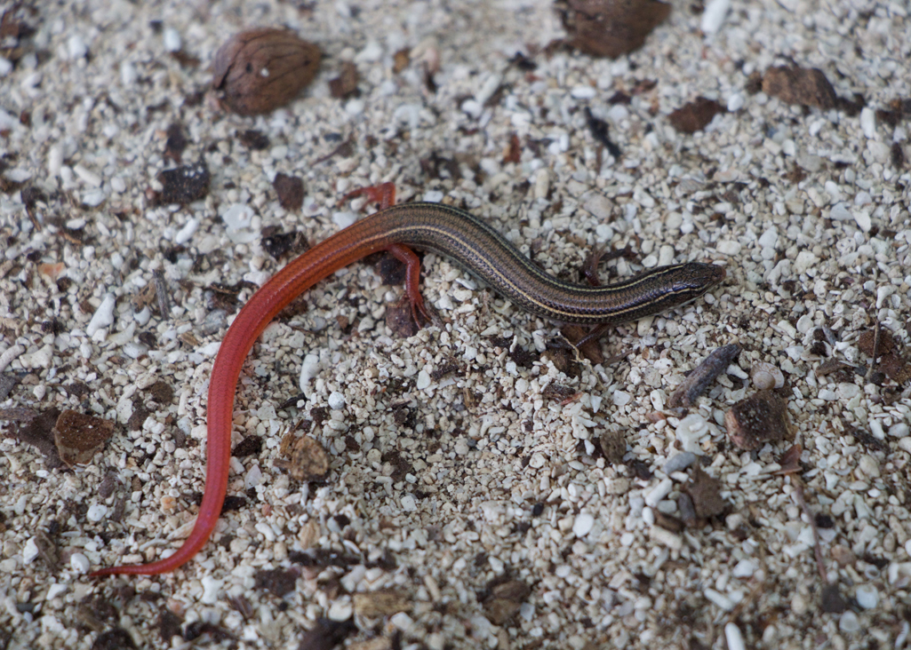 Florida Keys mole skink. Credit: Florida Fish and Wildlife