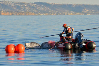 A trained team from the West Coast Large Whale Entanglement Response Program works to free an entangled gray whale off the coast of Orange County, Calif., in December 2017. Credit: West Coast Marine Mammal Stranding Network