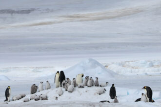 Emperor penguins are only found in Antarctica and evolved over millions of years to live with polar ice, a true sentinel species for global warming. Credit: Peter Fretwell