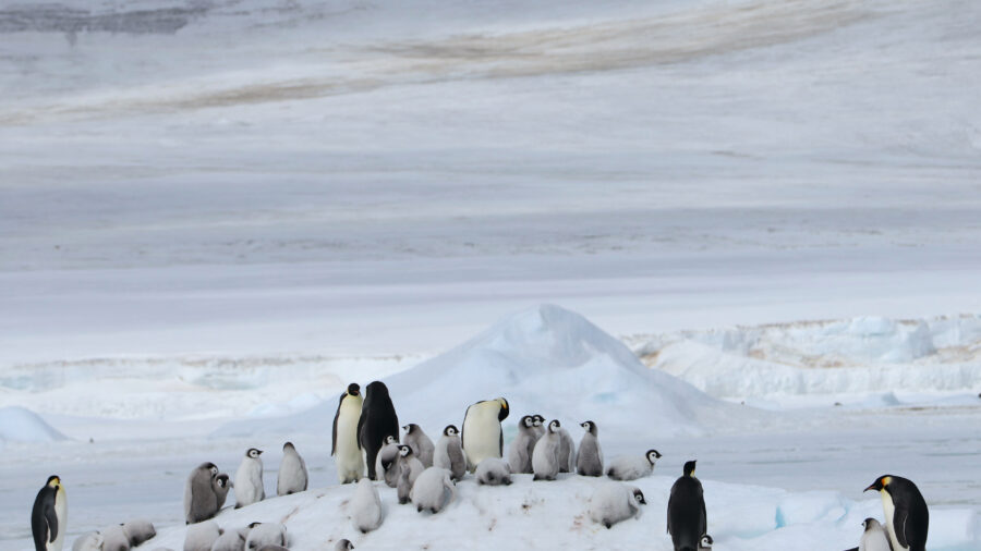 Emperor penguins are only found in Antarctica and evolved over millions of years to live with polar ice, a true sentinel species for global warming. Credit: Peter Fretwell