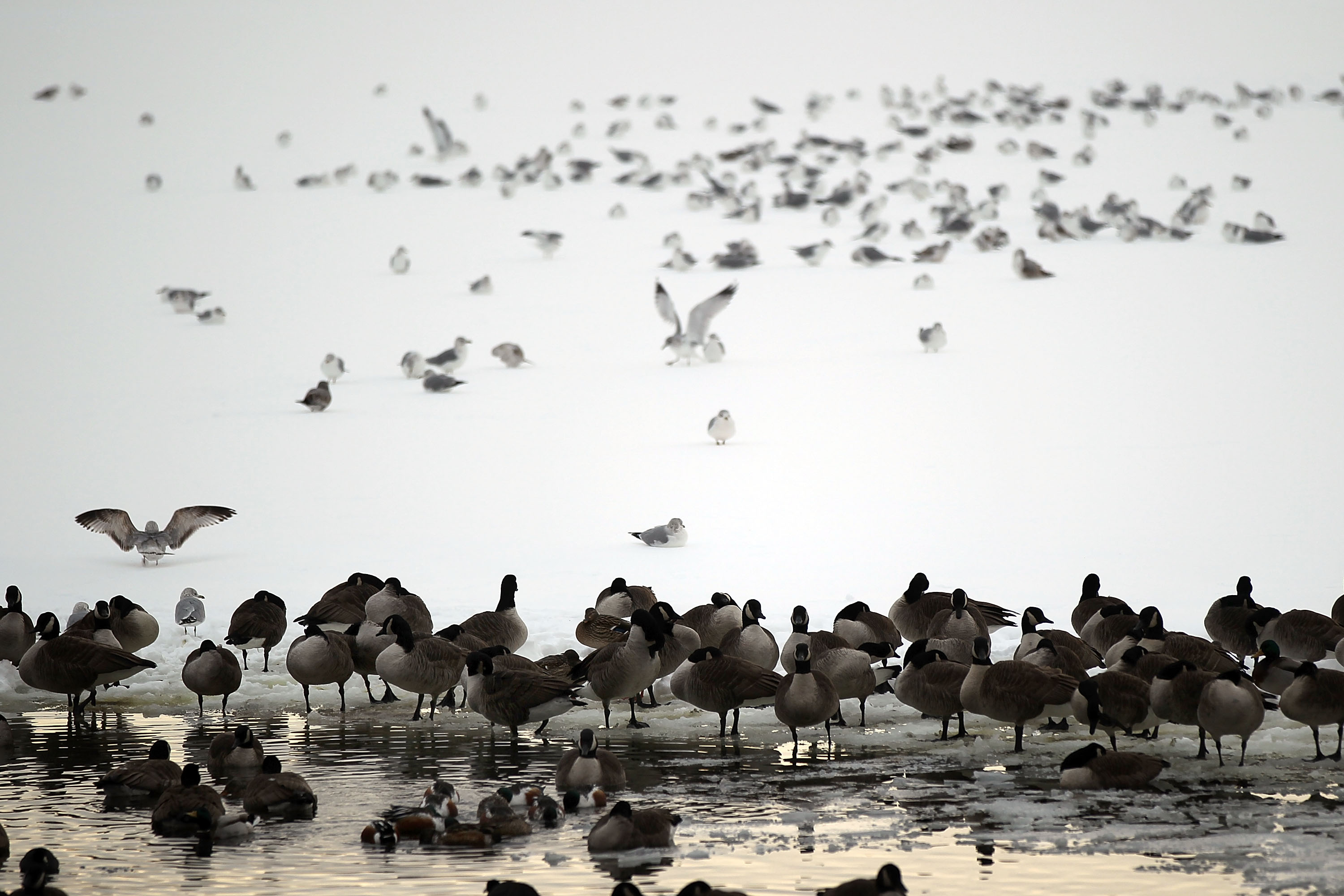 Birders Around the World Help Track ‘the Heartbeats of the&hellip;