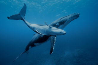A young humpback whale swims with its mother in the warm waters of the Pacific Ocean near the island of Rurutu in the Austral archipelago of French Polynesia. Credit: Alexis Rosenfeld/Getty Images