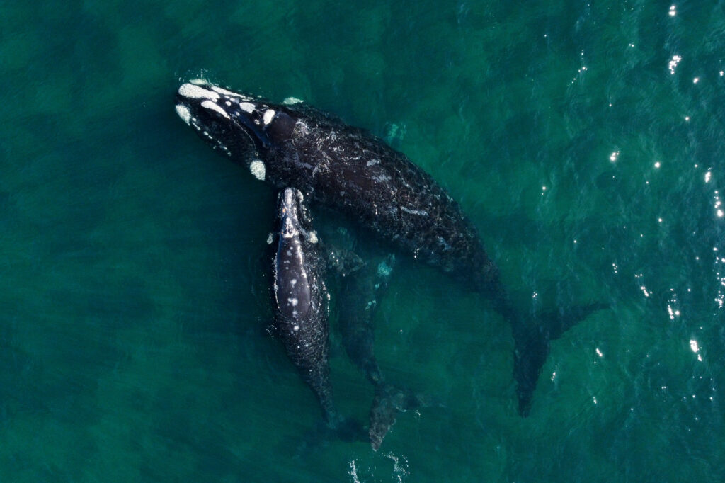 Southern Right Whales Are Having Fewer Calves; Scientists Say a Warming Ocean Is to Blame