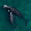 A southern right whale swims with its calves in the waters of the South Atlantic Ocean on Oct. 5, 2022. Southern right whales are no longer reproducing at normal rates due to climate-induced changes in Antarctica. Credit: Luis Robayo/AFP via Getty Images