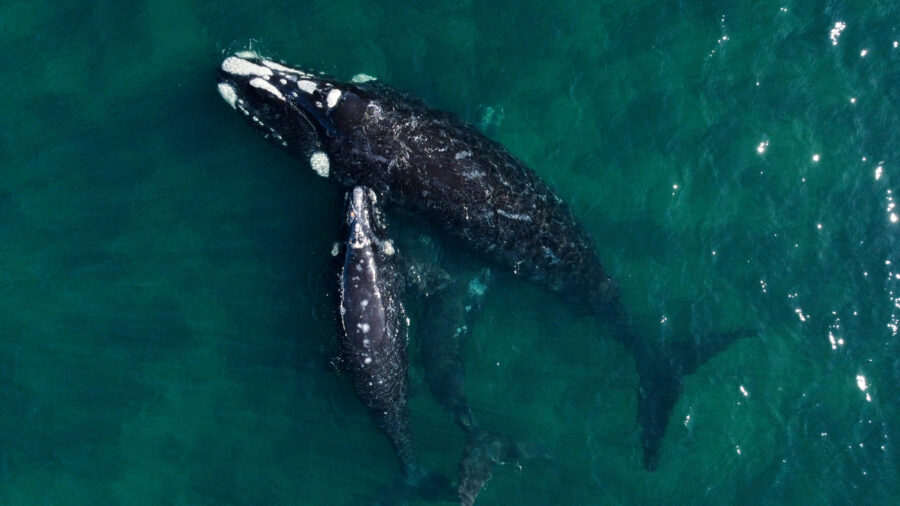 A southern right whale swims with its calves in the waters of the South Atlantic Ocean on Oct. 5, 2022. Southern right whales are no longer reproducing at normal rates due to climate-induced changes in Antarctica. Credit: Luis Robayo/AFP via Getty Images