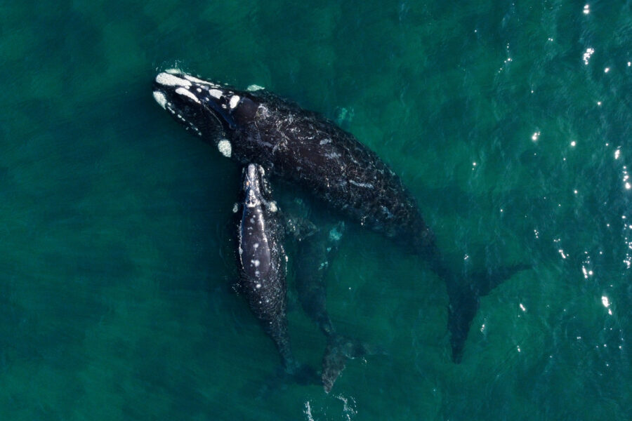 A southern right whale swims with its calves in the waters of the South Atlantic Ocean on Oct. 5, 2022. Southern right whales are no longer reproducing at normal rates due to climate-induced changes in Antarctica. Credit: Luis Robayo/AFP via Getty Images