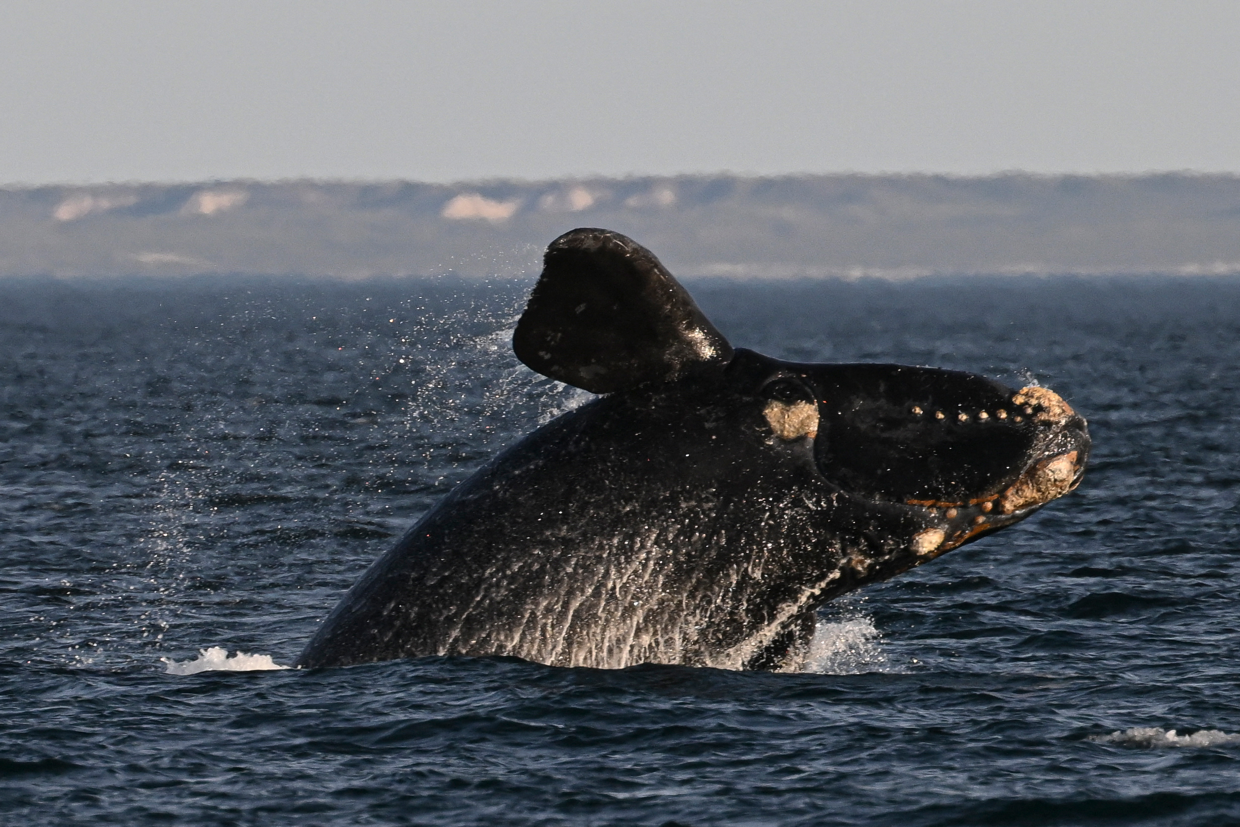 A southern right whale is seen at La Cantera beach near Puerto Madryn, Argentina. Credit: Luis Robayo/AFP via Getty Images