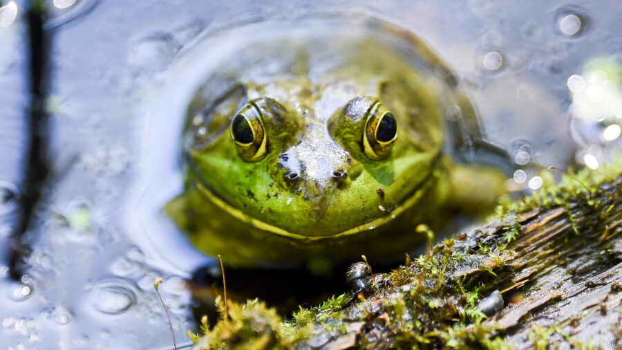 New Jersey is home to over 30 species of amphibians, which can be affected by ranavirus. Credit: Ben Hasty/MediaNews Group/Reading Eagle via Getty Images