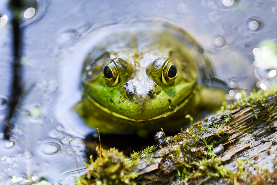New Jersey is home to over 30 species of amphibians, which can be affected by ranavirus. Credit: Ben Hasty/MediaNews Group/Reading Eagle via Getty Images