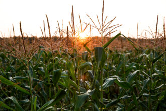 The sun rises over corn crops on a farm in Franklin, Va. Credit: Kristen Zeis/The Washington Post via Getty Images