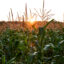 The sun rises over corn crops on a farm in Franklin, Va. Credit: Kristen Zeis/The Washington Post via Getty Images