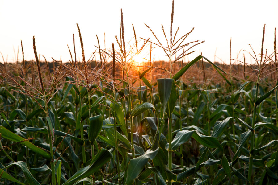 The sun rises over corn crops on a farm in Franklin, Va. Credit: Kristen Zeis/The Washington Post via Getty Images