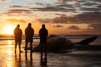 Members of a Māori community perform “karakia” to pay their respects to the carcass of a sperm whale that washed up on the shores of New Brighton, New Zealand, on Nov. 5, 2023. Credit: Sanka Vidanagama/NurPhoto via Getty Images
