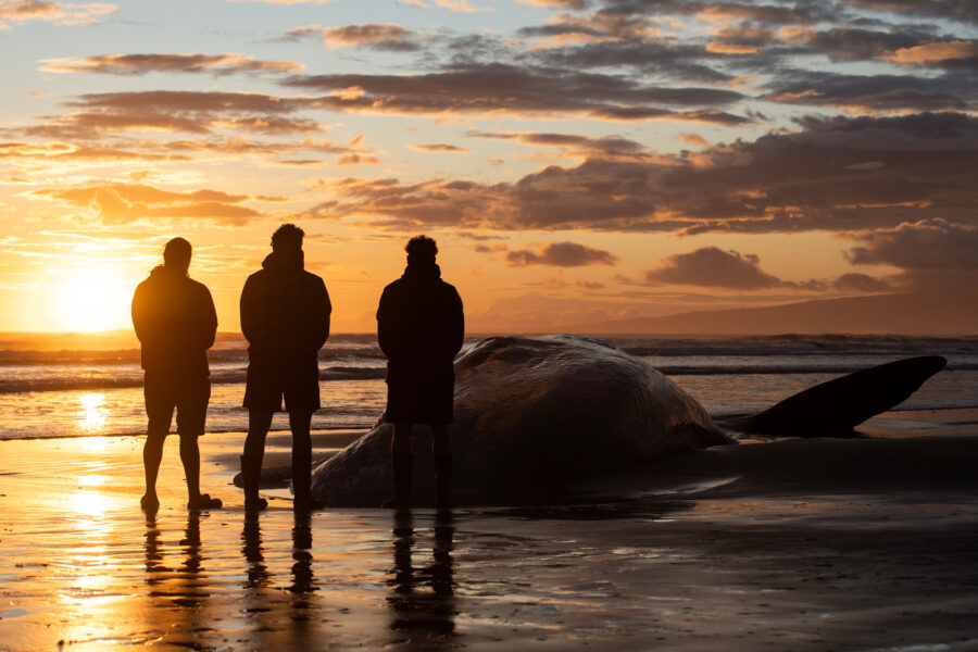 Members of a Māori community perform “karakia” to pay their respects to the carcass of a sperm whale that washed up on the shores of New Brighton, New Zealand, on Nov. 5, 2023. Credit: Sanka Vidanagama/NurPhoto via Getty Images