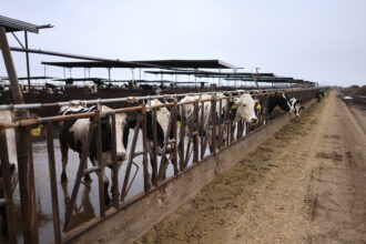 Cattle are seen at a dairy farm in Porterville, Calif. Credit: David Swanson/AFP via Getty Images