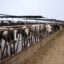 Cattle are seen at a dairy farm in Porterville, Calif. Credit: David Swanson/AFP via Getty Images