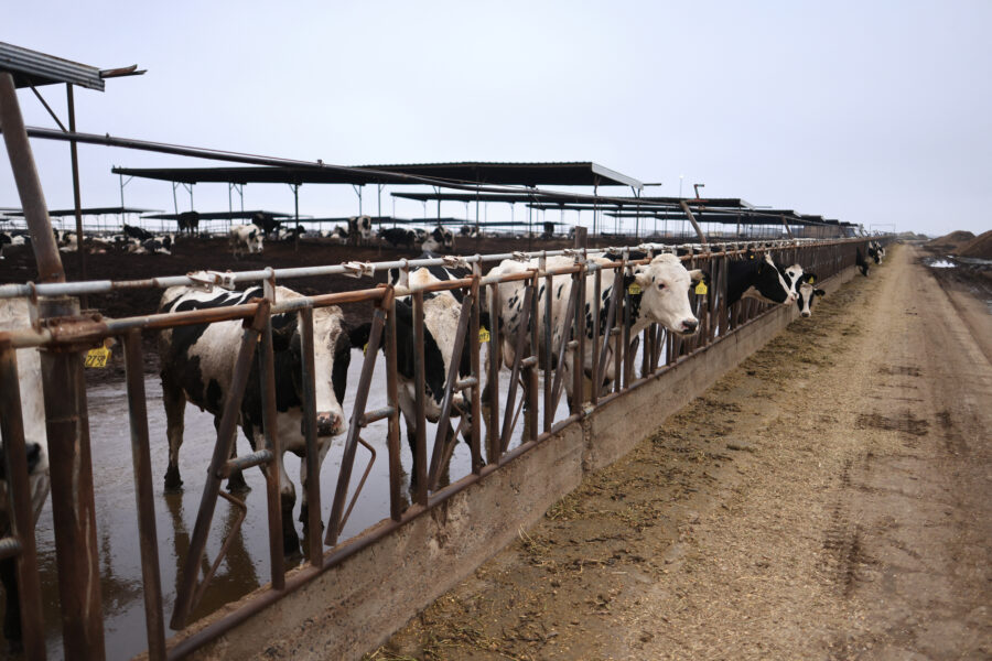 Cattle are seen at a dairy farm in Porterville, Calif. Credit: David Swanson/AFP via Getty Images