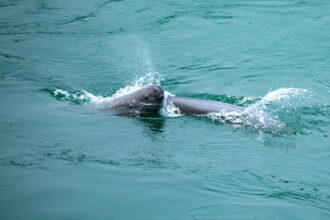 Finless porpoises play in the Yangtze River waters of Yichang City, China, on April 22, 2025. Credit: Costfoto/NurPhoto via Getty Images