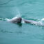 Finless porpoises play in the Yangtze River waters of Yichang City, China, on April 22, 2025. Credit: Costfoto/NurPhoto via Getty Images