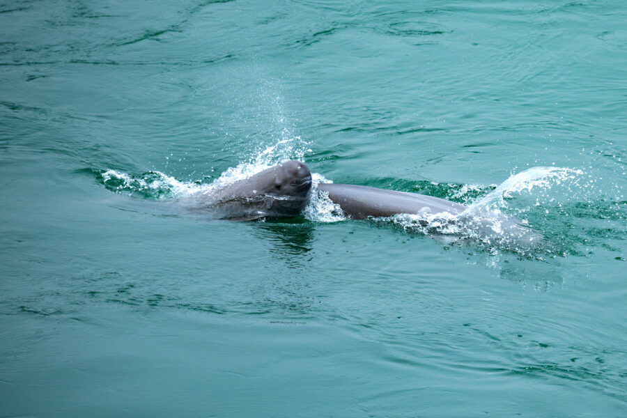 Finless porpoises play in the Yangtze River waters of Yichang City, China, on April 22, 2025. Credit: Costfoto/NurPhoto via Getty Images