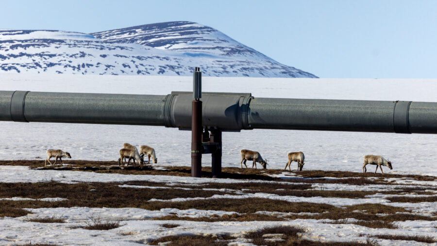 Caribou graze by a portion of the Trans Alaska Pipeline System near the Dalton Highway on May 9, 2025, in Alaska’s North Slope. Credit: Lance King/Getty Images