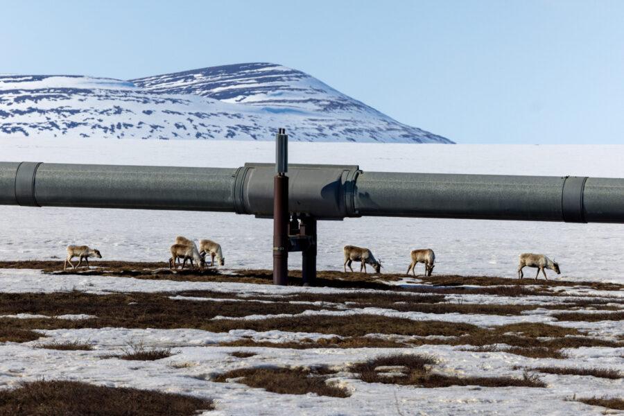 Caribou graze by a portion of the Trans Alaska Pipeline System near the Dalton Highway on May 9, 2025, in Alaska’s North Slope. Credit: Lance King/Getty Images