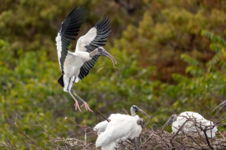 A wood stork carries fresh nesting material across the Wakodahatchee Wetlands on Jan. 21 in Delray Beach, Fla. Credit: Ronen Tivony/NurPhoto via Getty Images