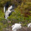 A wood stork carries fresh nesting material across the Wakodahatchee Wetlands on Jan. 21 in Delray Beach, Fla. Credit: Ronen Tivony/NurPhoto via Getty Images