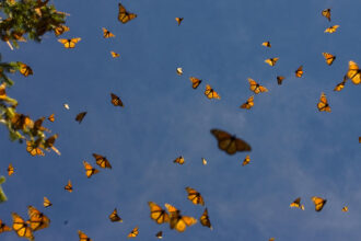 Several dozen monarchs are shown flying under a blue sky near a tree