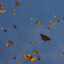 Several dozen monarchs are shown flying under a blue sky near a tree