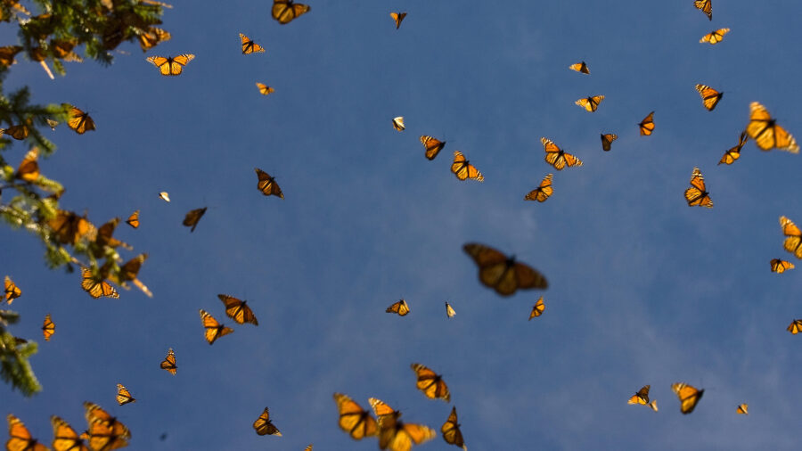 Several dozen monarchs are shown flying under a blue sky near a tree