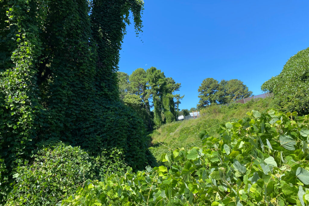 A view where Kudzu vines have sprawled atop a tree and overtaken a hillside in Durham, N.C. Credit: Lisa Sorg/Inside Climate News
