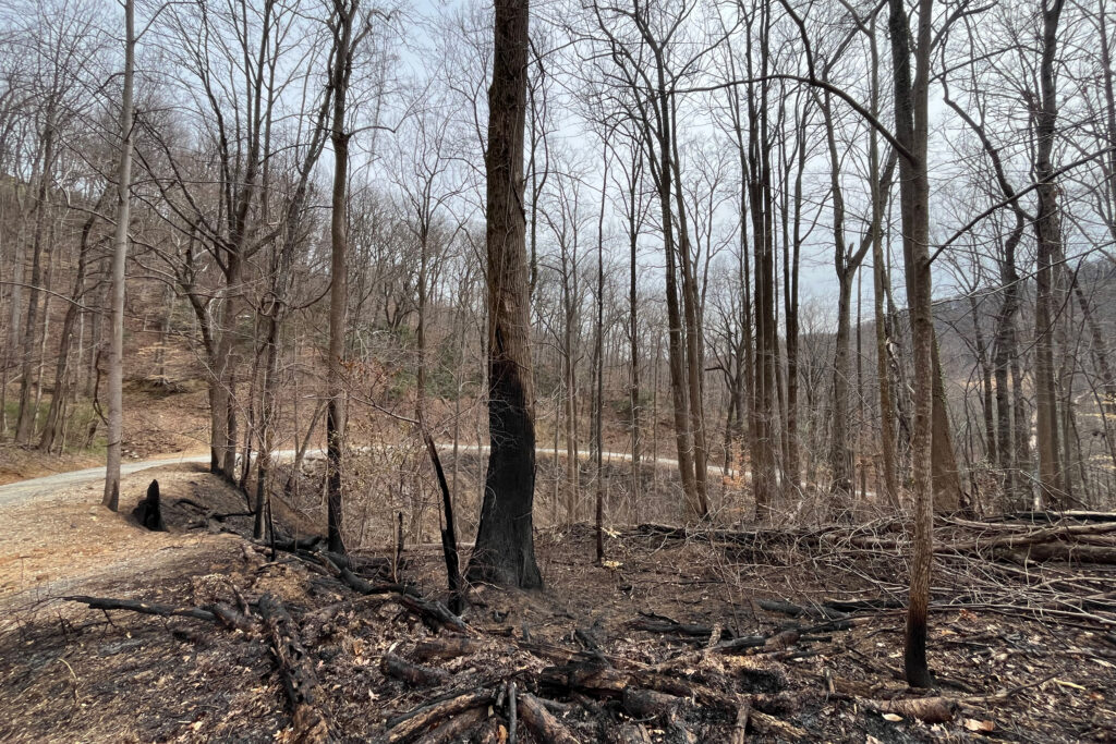 The aftermath of the fire in Pacolet, S.C, where kudzu was widespread. Credit: Don Dicey/Conserving Carolina