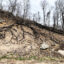 A nearly 600-acre fire in Pacolet, S.C., caused substantial burning of tree roots. The roots are where kudzu vines build strong anchor points. Credit: Don Dicey/Conserving Carolina