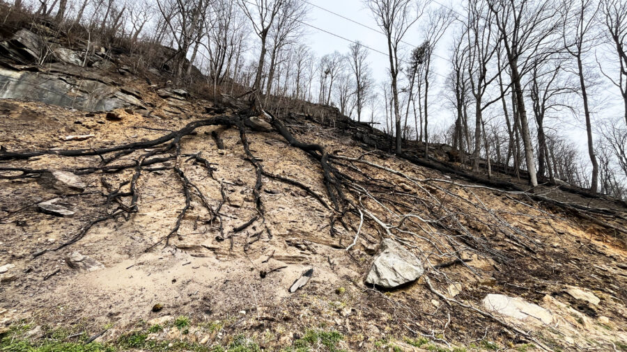 A nearly 600-acre fire in Pacolet, S.C., caused substantial burning of tree roots. The roots are where kudzu vines build strong anchor points. Credit: Don Dicey/Conserving Carolina