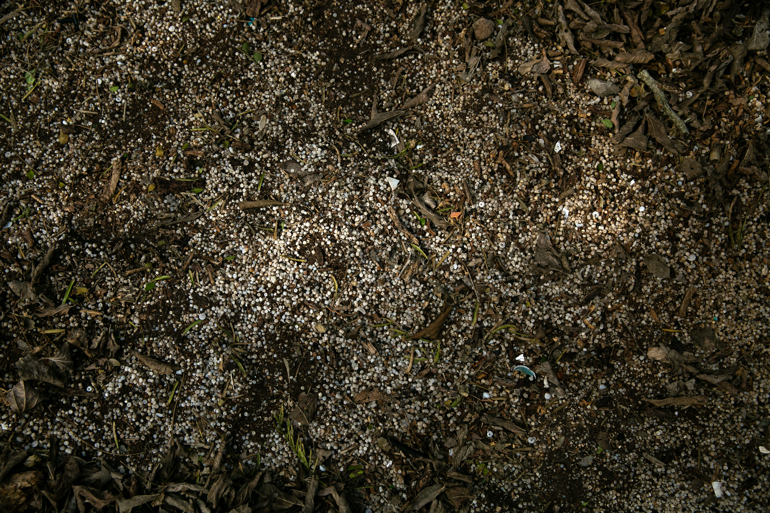 Polyethylene pellets are mixed into the dirt along a wooded embankment of the Victoria Barge Canal. According to Diane Wilson, it is the result of decades of unauthorized plastic discharge from Dow’s chemical manufacturing complex in Seadrift. Credit: Dylan Baddour/Inside Climate News