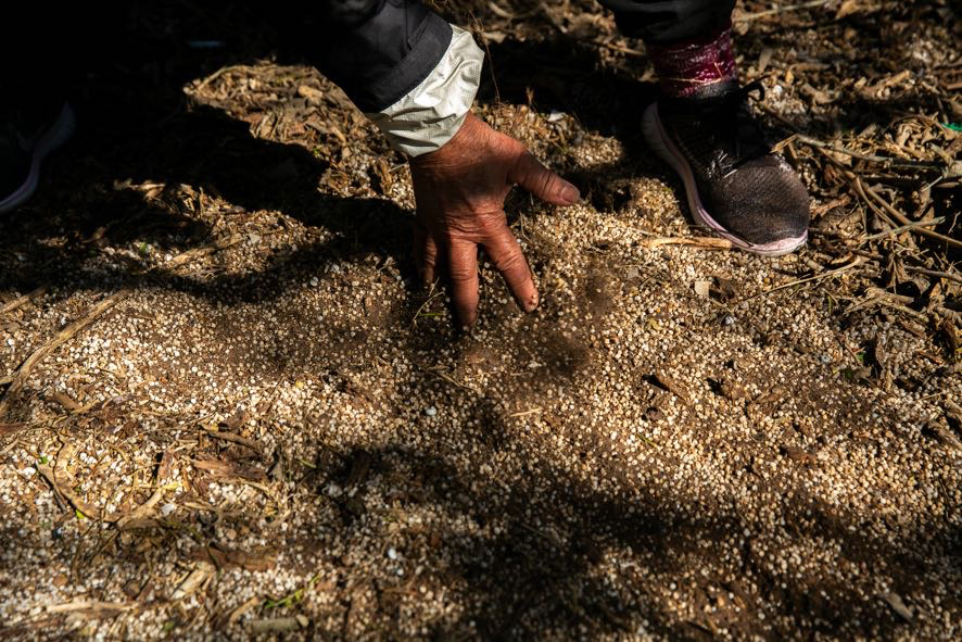 Polyethylene pellets are mixed into the dirt along a wooded embankment of the Victoria Barge Canal. According to Diane Wilson, it is the result of decades of unauthorized plastic discharge from Dow’s chemical manufacturing complex in Seadrift. Credit: Dylan Baddour/Inside Climate News
