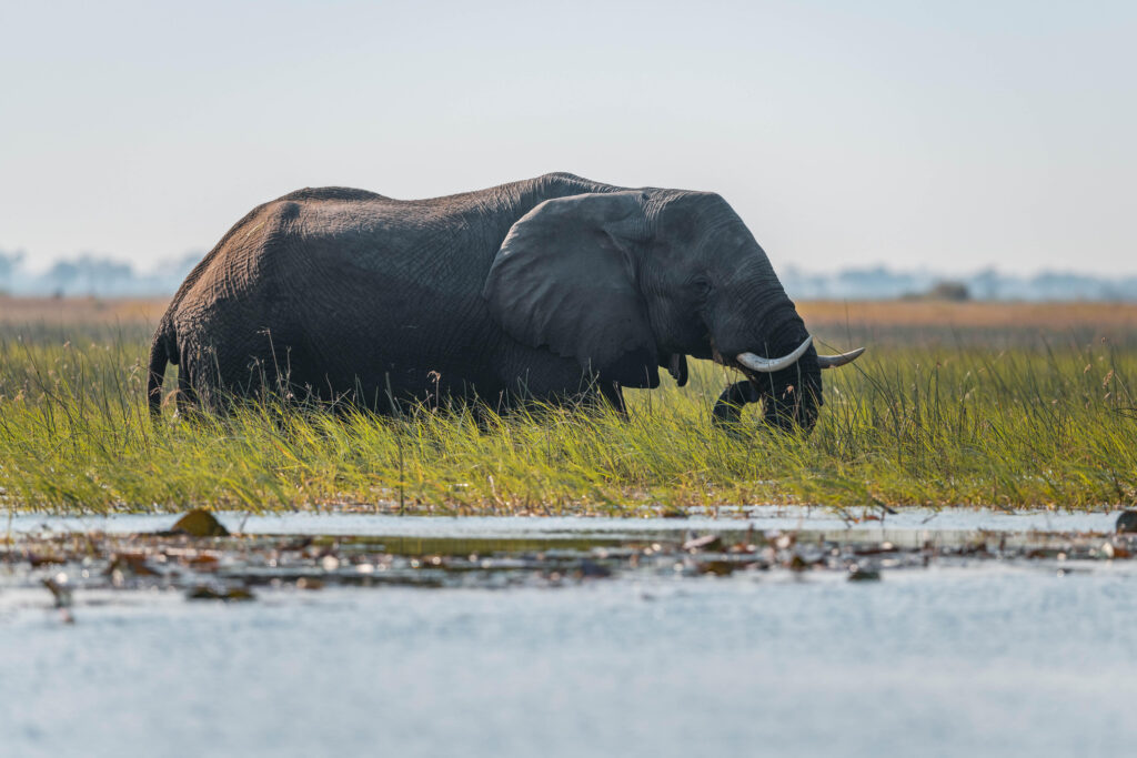 Angola Takes Bold Step to Protect Vital Wetlands: A New Era of Conservation