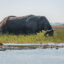 An African elephant moves through the Cuando River in Angola. Credit: Kostadin Luchansky/National Geographic