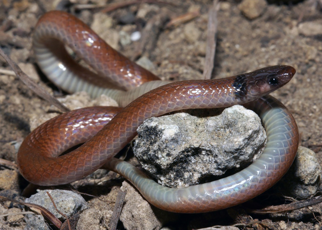 A Rim Rock crowned snake. Credit: Florida Fish and Wildlife