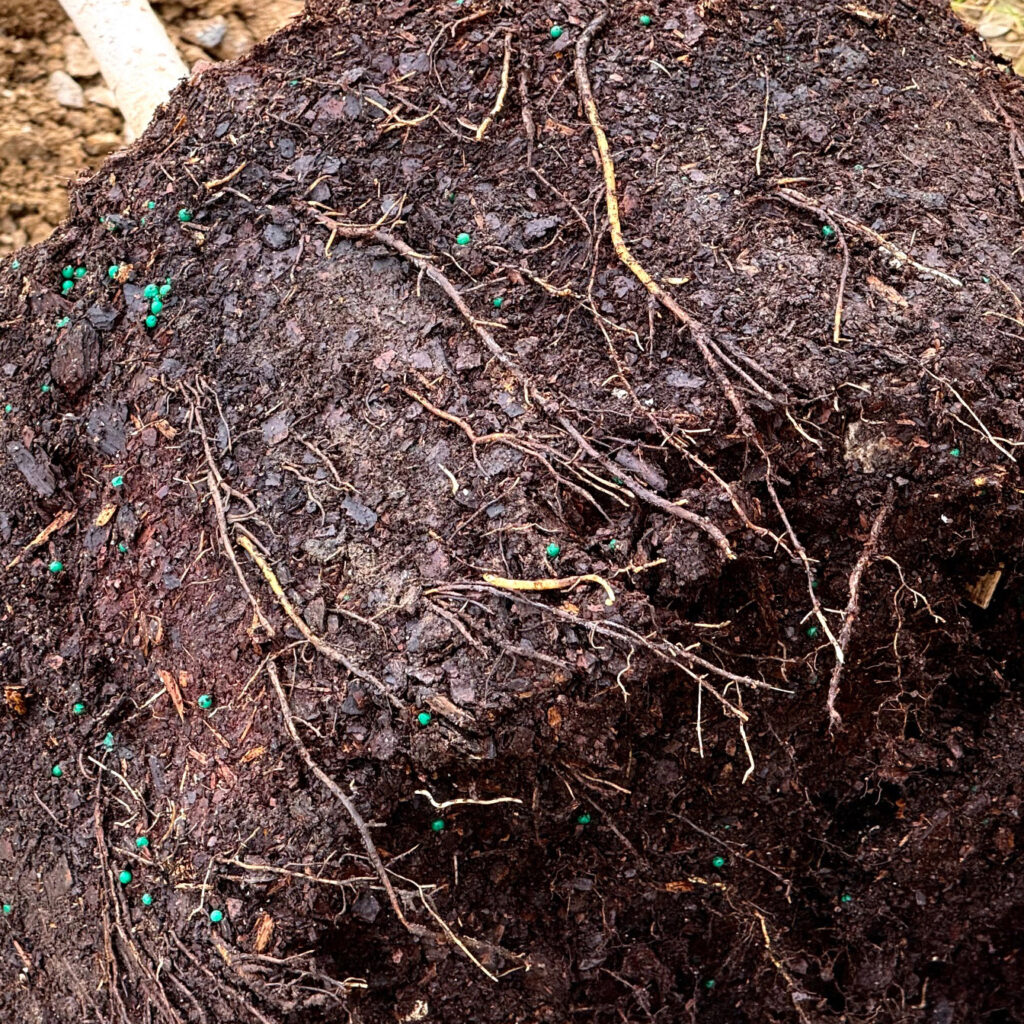 A root ball of an oak tree that was planted in New Oak Park in February 2026. Credit: Mike Hayman/TreesLouisville
