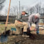 TreesLouisville staffers Matt Thomas (left) and Mike Hayman plant an oak tree in Louisville, Ky., as part of an assisted tree migration effort. Credit: James Bruggers/Inside Climate News