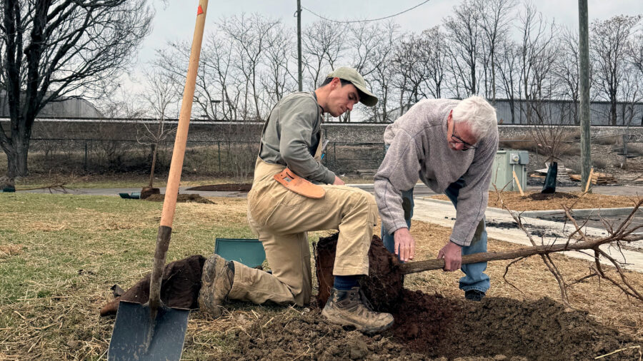 TreesLouisville staffers Matt Thomas (left) and Mike Hayman plant an oak tree in Louisville, Ky., as part of an assisted tree migration effort. Credit: James Bruggers/Inside Climate News