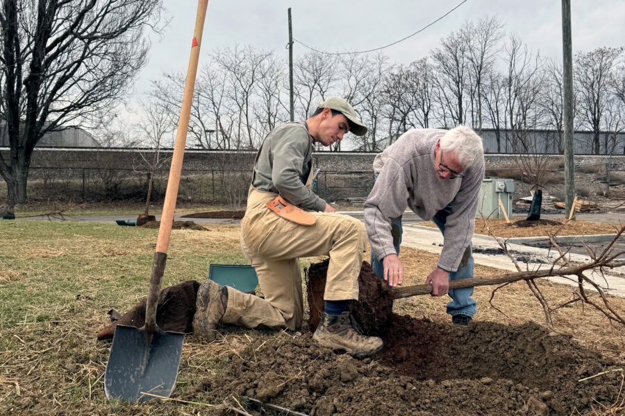 TreesLouisville staffers Matt Thomas (left) and Mike Hayman plant an oak tree in Louisville, Ky., as part of an assisted tree migration effort. Credit: James Bruggers/Inside Climate News