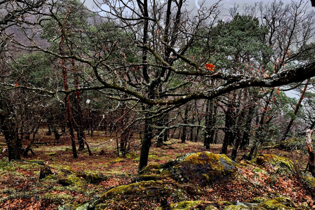A new study shows that global warming will make European conifer forests much more vulnerable to disturbances like drought and insects in the decades ahead. Credit: Bob Berwyn/Inside Climate News